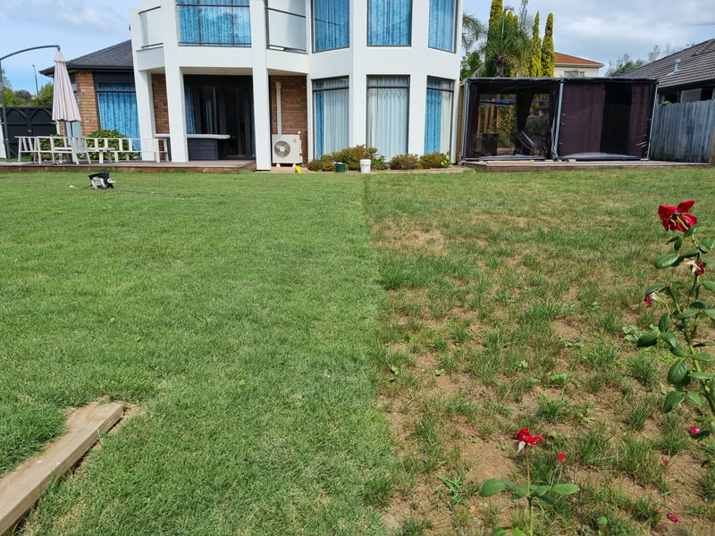 Couch lawn on left replacing ryegrass in summer